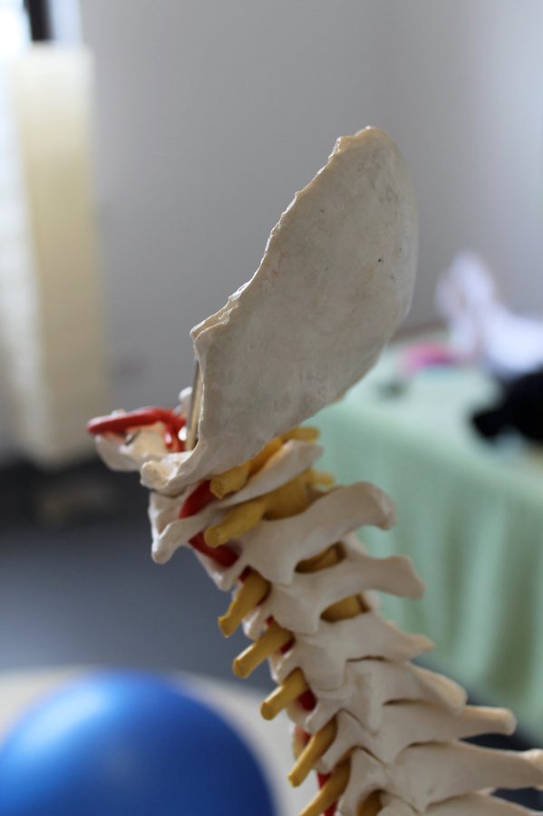 Wirbelsäulenmodell – Physiotherapie Weiskopf Köln